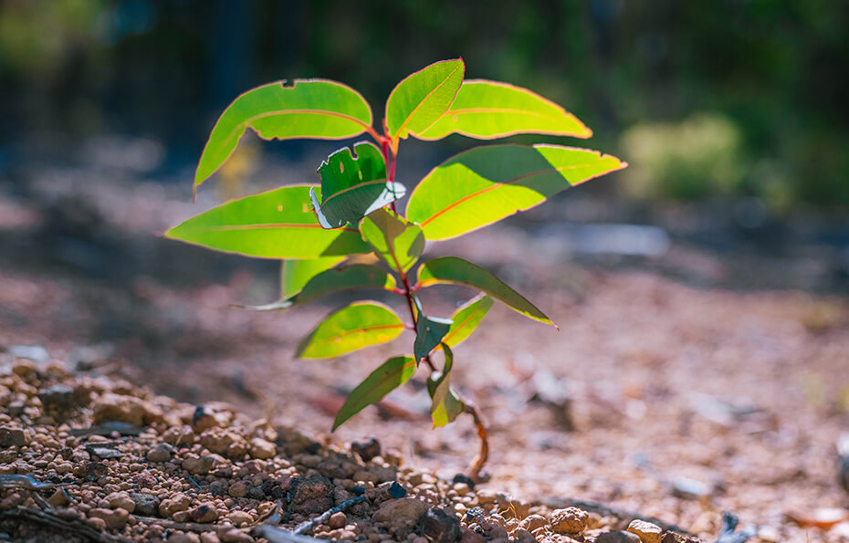 plant