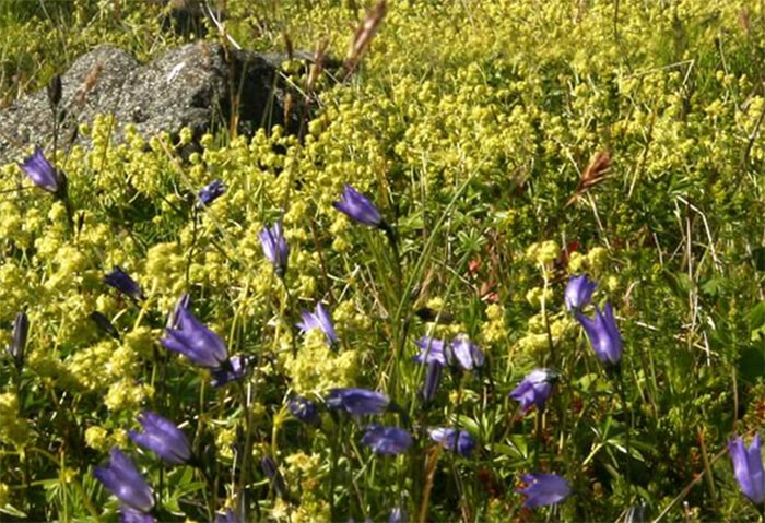 Icelandic flora